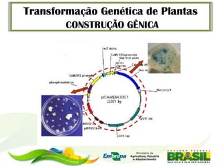 Transformação Genética de Plantas
        CONSTRUÇÃO GÊNICA
 