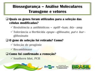 Biossegurança – Análise Moleculares
            Transgene e vetores
 Quais os genes foram utilizados para a seleção das
  células modificadas?
    Resistência a antibióticos – nptII –kan; bla - amp
    Tolerância a Herbicida epsps –glifosato; pat e bar -
     glifosinato
 O gene de seleção foi retirado? Como?
    Seleção de progênie
    Recombinase
 Como foi confirmado a remoção?
    Southern blot, PCR
 