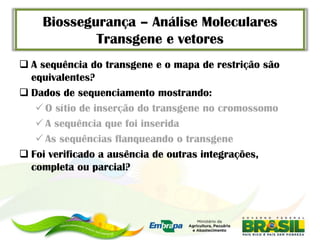 Biossegurança – Análise Moleculares
            Transgene e vetores
 A sequência do transgene e o mapa de restrição são
  equivalentes?
 Dados de sequenciamento mostrando:
    O sítio de inserção do transgene no cromossomo
    A sequência que foi inserida
    As sequências flanqueando o transgene
 Foi verificado a ausência de outras integrações,
  completa ou parcial?
 