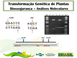 Transformação Genética de Plantas
 Biossegurança – Análises Moleculares




         EcoRI              AluI EcoRI


   GAATTCCGTAATCGCCATGGTAGCTGGCGAATTCGGGAATG
 