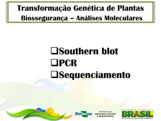 Transformação Genética de Plantas
 Biossegurança – Análises Moleculares



         Southern blot
         PCR
         Sequenciamento
 