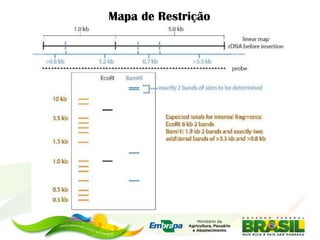 Mapa de Restrição
 