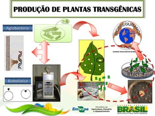 PRODUÇÃO DE PLANTAS TRANSGÊNICAS

Agrobacteria




Biobalística
 