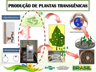PRODUÇÃO DE PLANTAS TRANSGÊNICAS

Agrobacteria




Biobalística
 