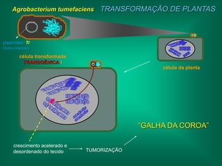 Agrobacterium tumefaciens      TRANSFORMAÇÃO DE PLANTAS



plasmídeo “Ti”
(tumor inducer)

        célula transformada
         TRANSGÊNICA !
                                                  célula da planta




                                             “GALHA DA COROA”

     crescimento acelerado e
     desordenado do tecido     TUMORIZAÇÃO
 
