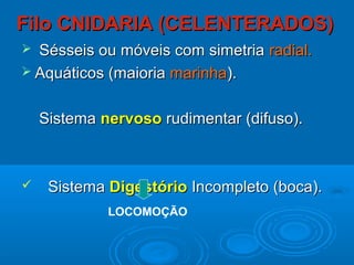 Filo CNIDARIA (CELENTERADOS)
 Sésseis ou móveis com simetria radial.
 Aquáticos (maioria marinha).


    Sistema nervoso rudimentar (difuso).



    Sistema Digestório Incompleto (boca).
             LOCOMOÇÃO
 