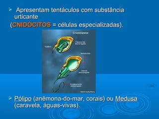  Apresentam tentáculos com substância
 urticante
(CNIDÓCITOS = células especializadas).




   Pólipo (anêmona-do-mar, corais) ou Medusa
    (caravela, águas-vivas).
 