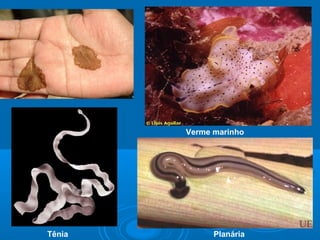 Verme marinho




Tênia         Planária
 