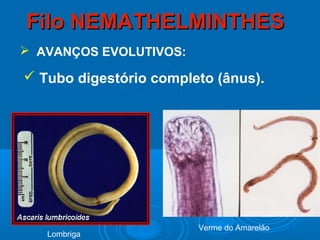 Filo NEMATHELMINTHES
 AVANÇOS EVOLUTIVOS:

 Tubo digestório completo (ânus).




                        Verme do Amarelão
   Lombriga
 