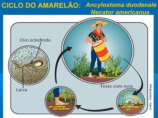 CICLO DO AMARELÃO: Ancylostoma duodenale
                       Necator americanus
 