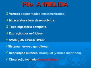 Filo ANNELIDA
 Vermes segmentados (metamerizados).

 Musculatura bem desenvolvida.

 Tubo digestório completo.

 Excreção por nefrideos

 AVANÇOS EVOLUTIVOS:

Sistema nervoso ganglionar.

 Respiração cutânea/ branquial (vermes marinhos).

 Circulação fechada (hemoglobina).
 
