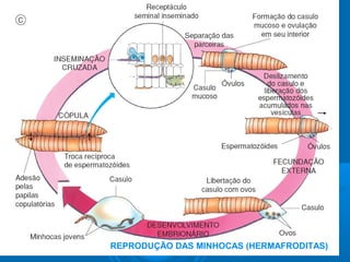 REPRODUÇÃO DAS MINHOCAS (HERMAFRODITAS)
 