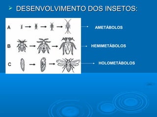    DESENVOLVIMENTO DOS INSETOS:

                      AMETÁBOLOS



                     HEMIMETÁBOLOS



                       HOLOMETÁBOLOS
 