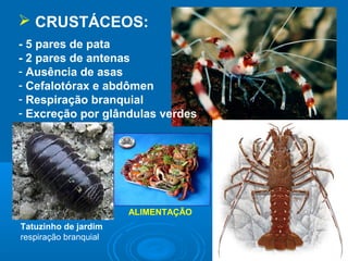  CRUSTÁCEOS:
- 5 pares de pata
- 2 pares de antenas
- Ausência de asas
- Cefalotórax e abdômen
- Respiração branquial
- Excreção por glândulas verdes




                       ALIMENTAÇÃO
Tatuzinho de jardim
respiração branquial
 