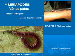  MIRIÁPODES:
  Várias patas
- Respiração traqueal

                 2 pares de pata/segmento



                                            DIPLÓPODE: Piolho de cobra




                                                 1 par de pata/segmento


       QUILÓPODE : Lacraia
 