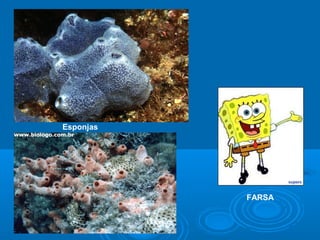 Esponjas




           FARSA
 