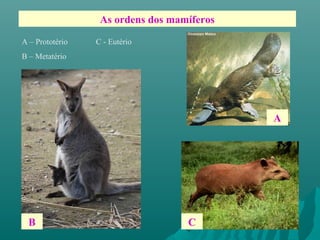 As ordens dos mamíferos
A – Prototério C - Eutério
B – Metatério
B
A
C
 