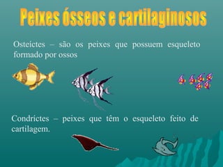 Osteíctes – são os peixes que possuem esqueleto
formado por ossos
Condríctes – peixes que têm o esqueleto feito de
cartilagem.
 