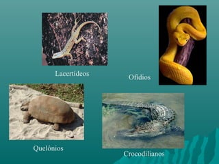Quelônios
Crocodilianos
Lacertídeos
Ofídios
 