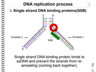 Ssdna Vector 281 lec10 replication_process | PDF