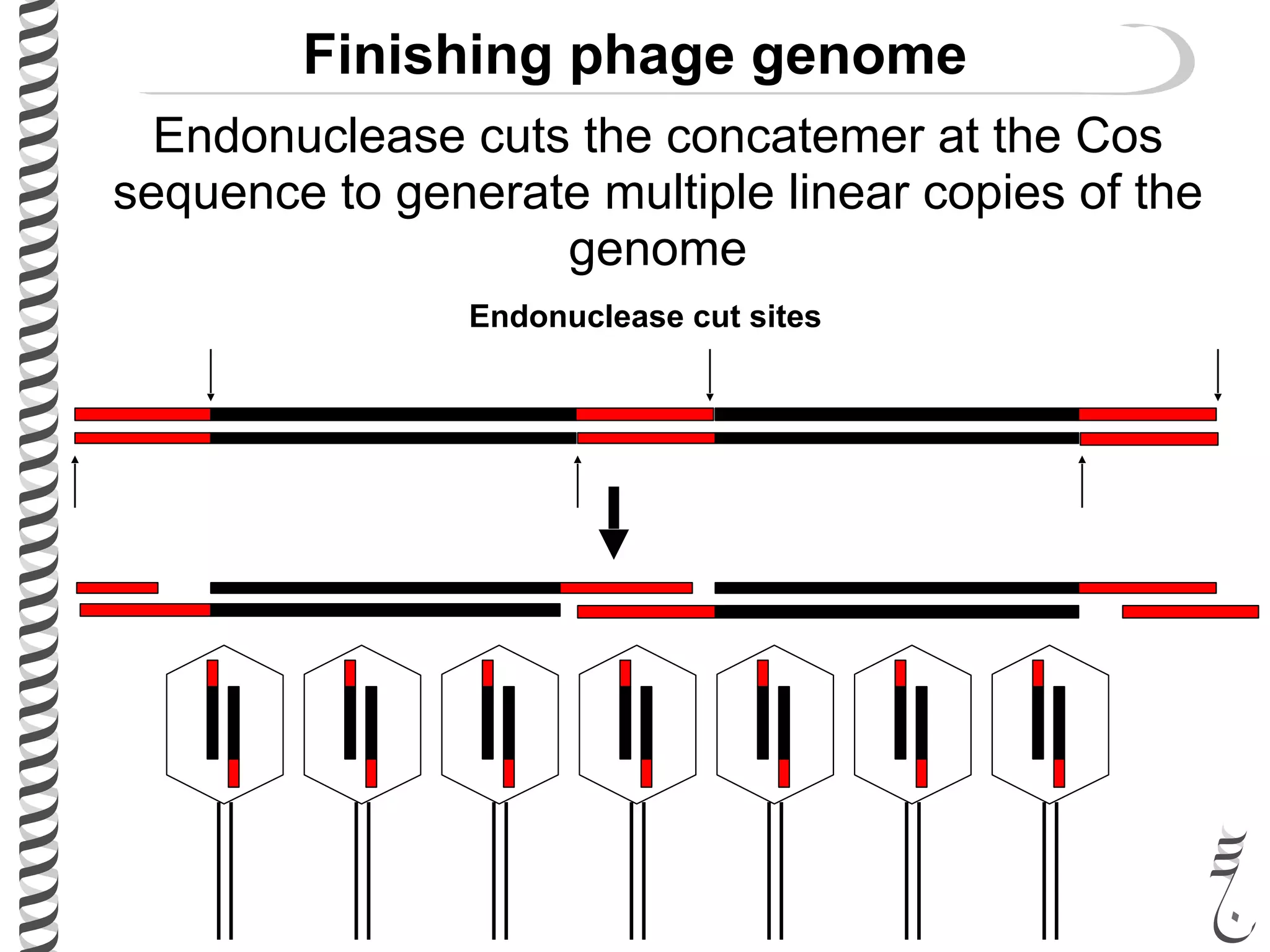 Finishing phage genome
Endonuclease cuts the concatemer at the Cos
sequence to generate multiple linear copies of the
genome
Endonuclease cut sites
 