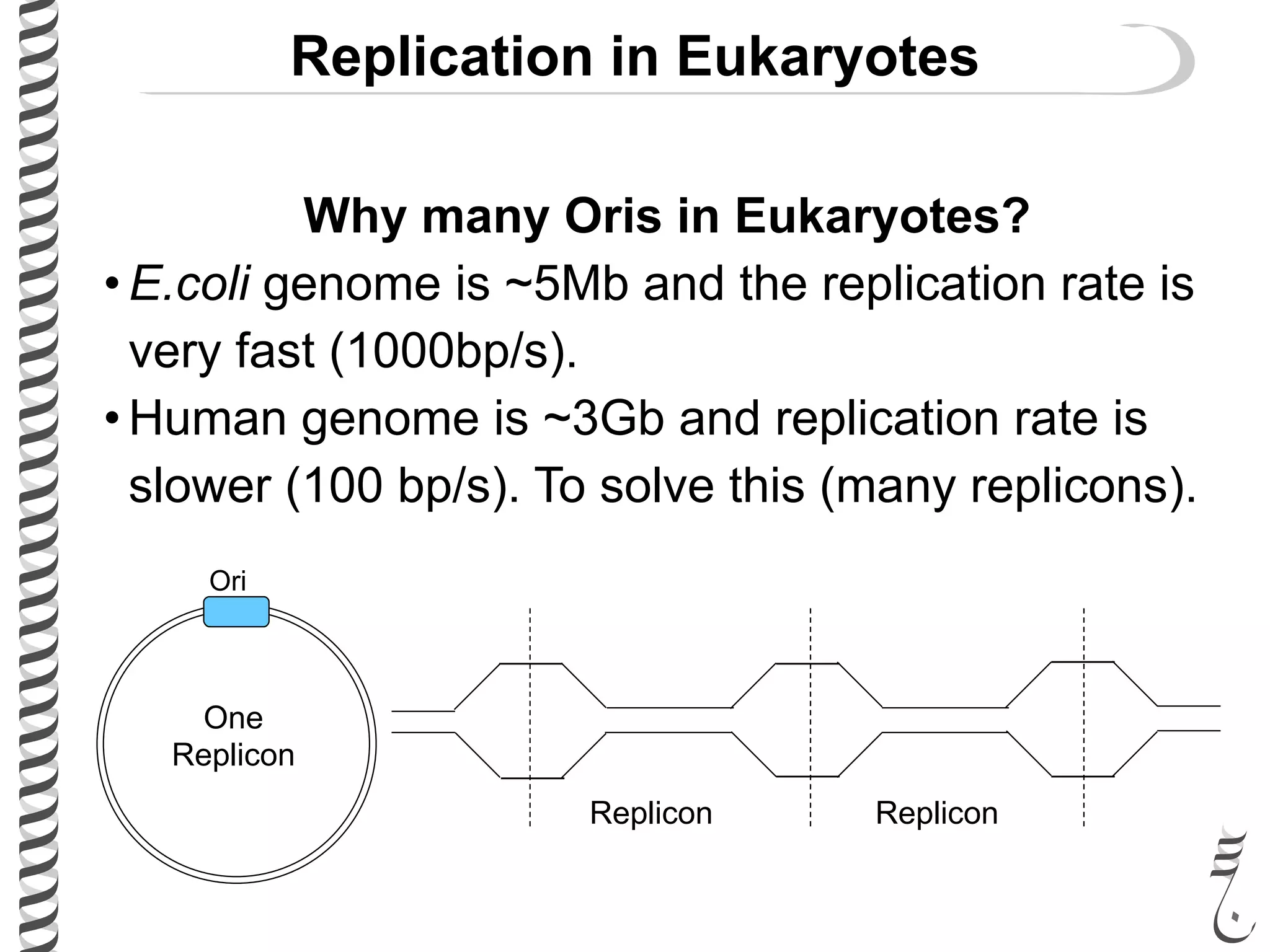 Replication in Eukaryotes
Why many Oris in Eukaryotes?
• E.coli genome is ~5Mb and the replication rate is
very fast (1000bp/s).
• Human genome is ~3Gb and replication rate is
slower (100 bp/s). To solve this (many replicons).
Ori
Replicon Replicon
One
Replicon
 