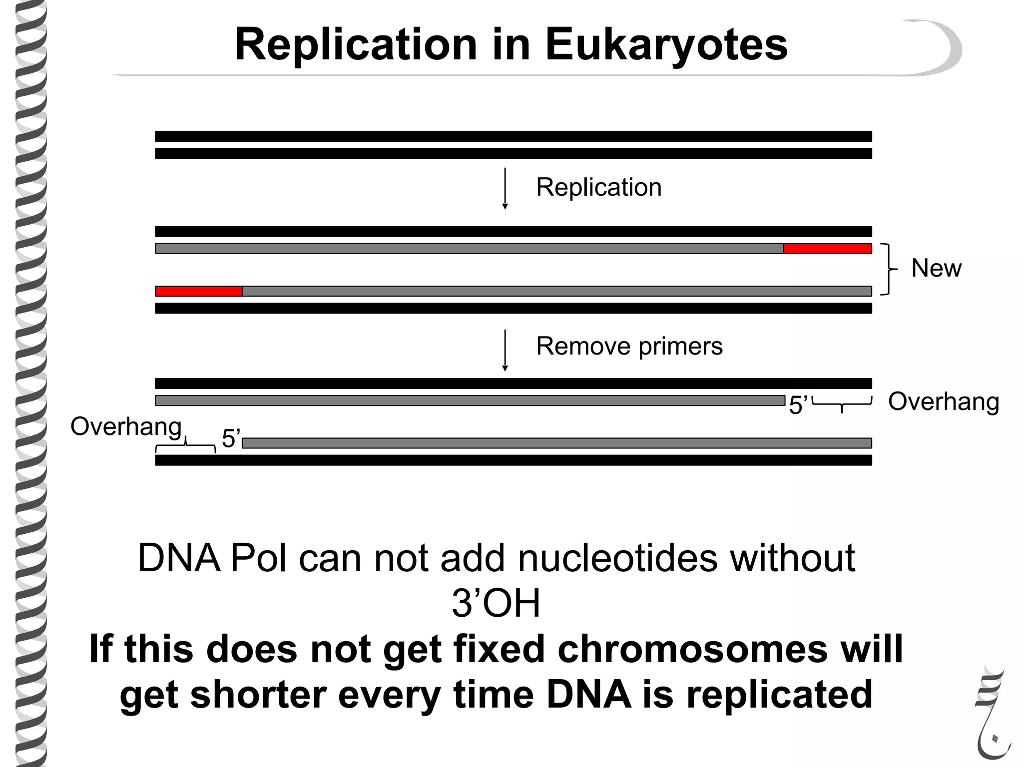 Replication in Eukaryotes
New
Replication
Remove primers
5’
5’
Overhang
Overhang
DNA Pol can not add nucleotides without
3’OH
If this does not get fixed chromosomes will
get shorter every time DNA is replicated
 