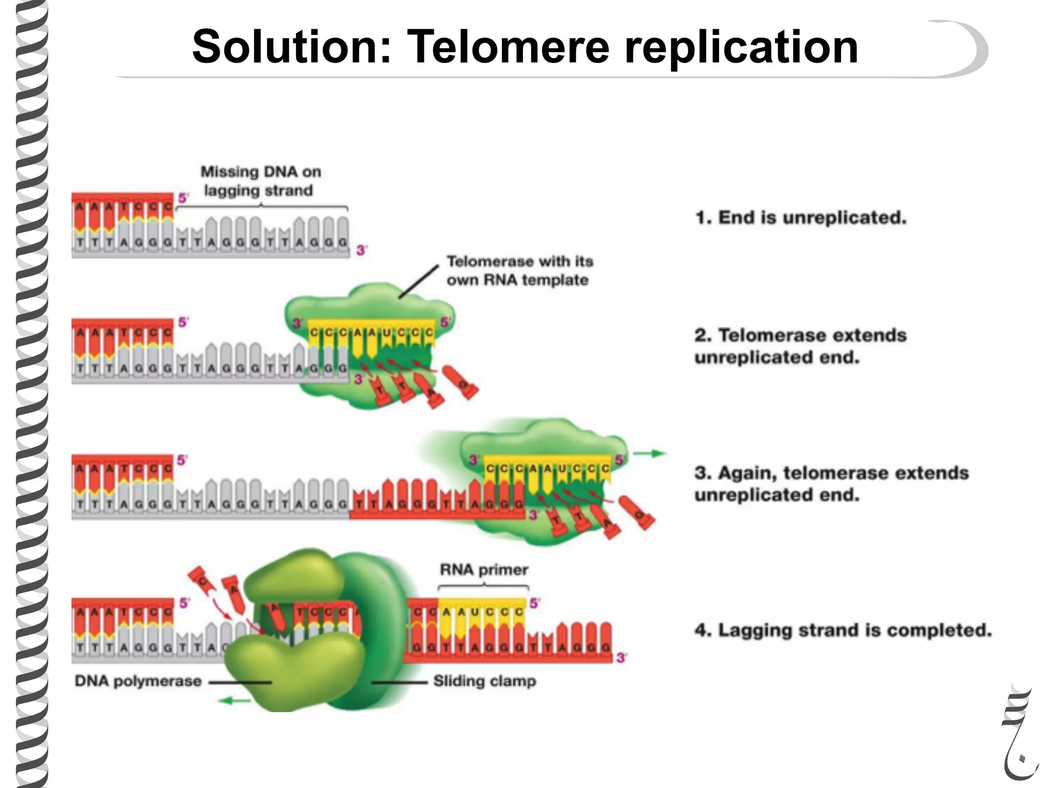 Solution: Telomere replication
 