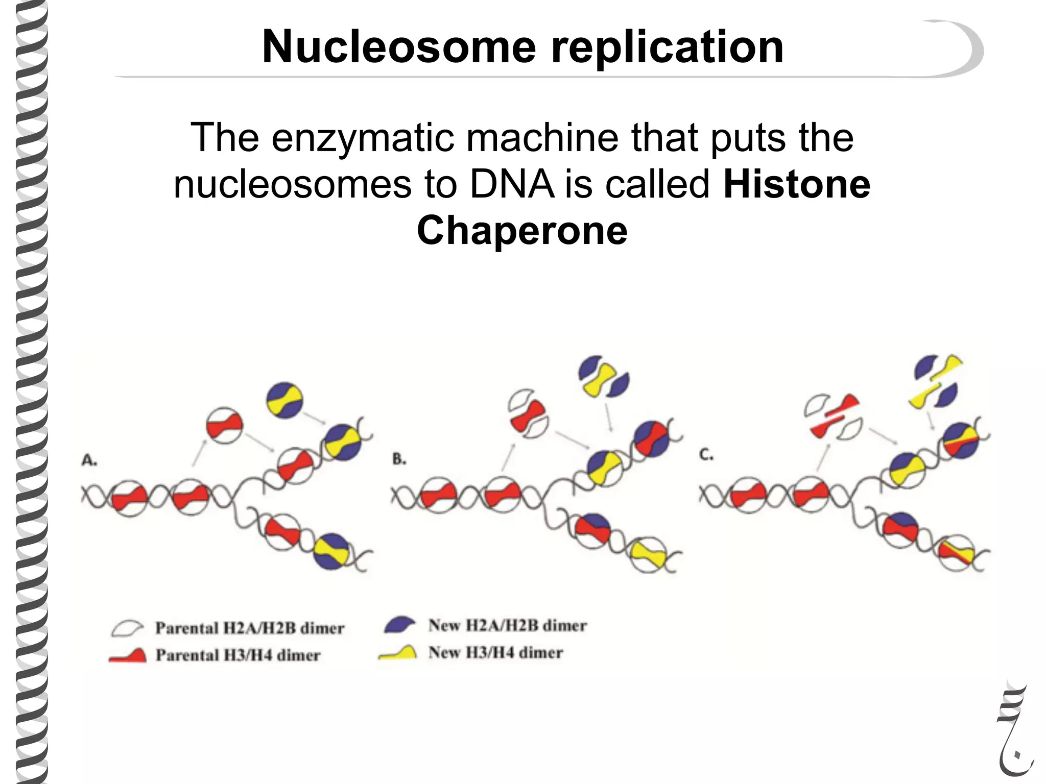 Nucleosome replication
The enzymatic machine that puts the
nucleosomes to DNA is called Histone
Chaperone
 