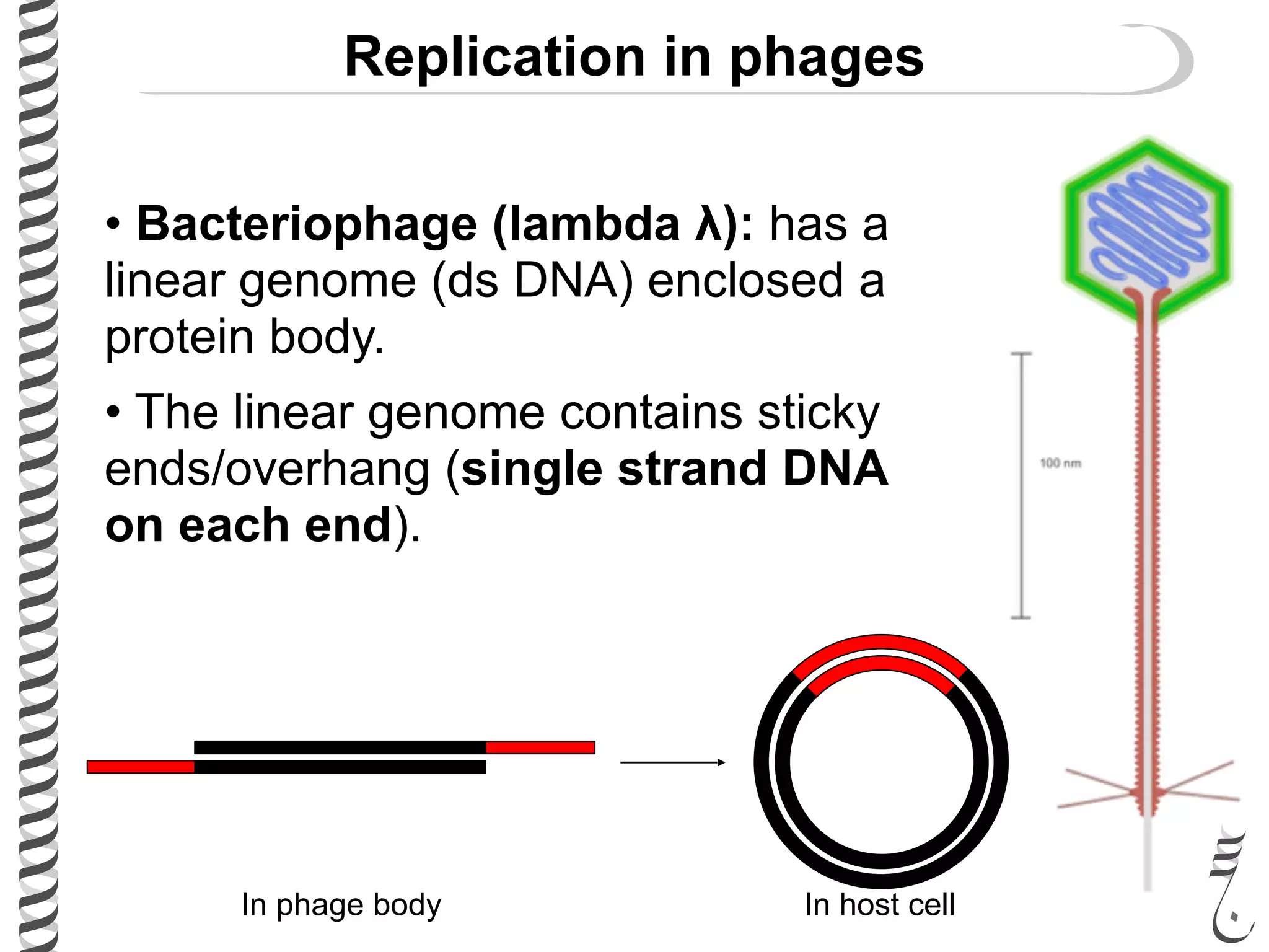 Replication in phages
• Bacteriophage (lambda λ): has a
linear genome (ds DNA) enclosed a
protein body.
• The linear genome contains sticky
ends/overhang (single strand DNA
on each end).
In phage body In host cell
 