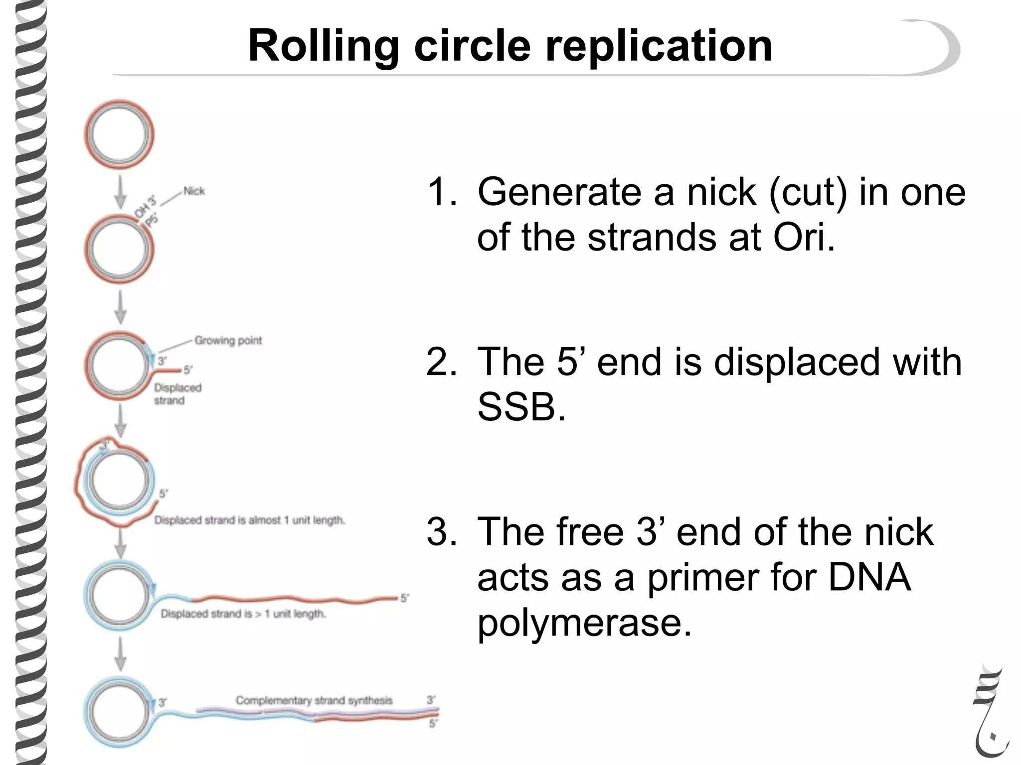 Rolling circle replication
1. Generate a nick (cut) in one
of the strands at Ori.
2. The 5’ end is displaced with
SSB.
3. The free 3’ end of the nick
acts as a primer for DNA
polymerase.
 