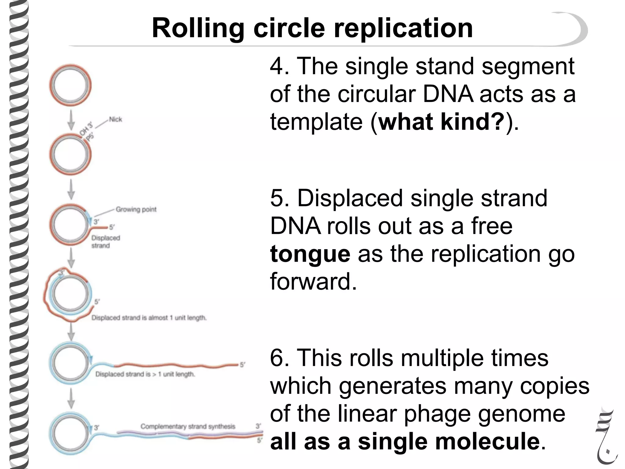 Rolling circle replication
4. The single stand segment
of the circular DNA acts as a
template (what kind?).
5. Displaced single strand
DNA rolls out as a free
tongue as the replication go
forward.
6. This rolls multiple times
which generates many copies
of the linear phage genome
all as a single molecule.
 