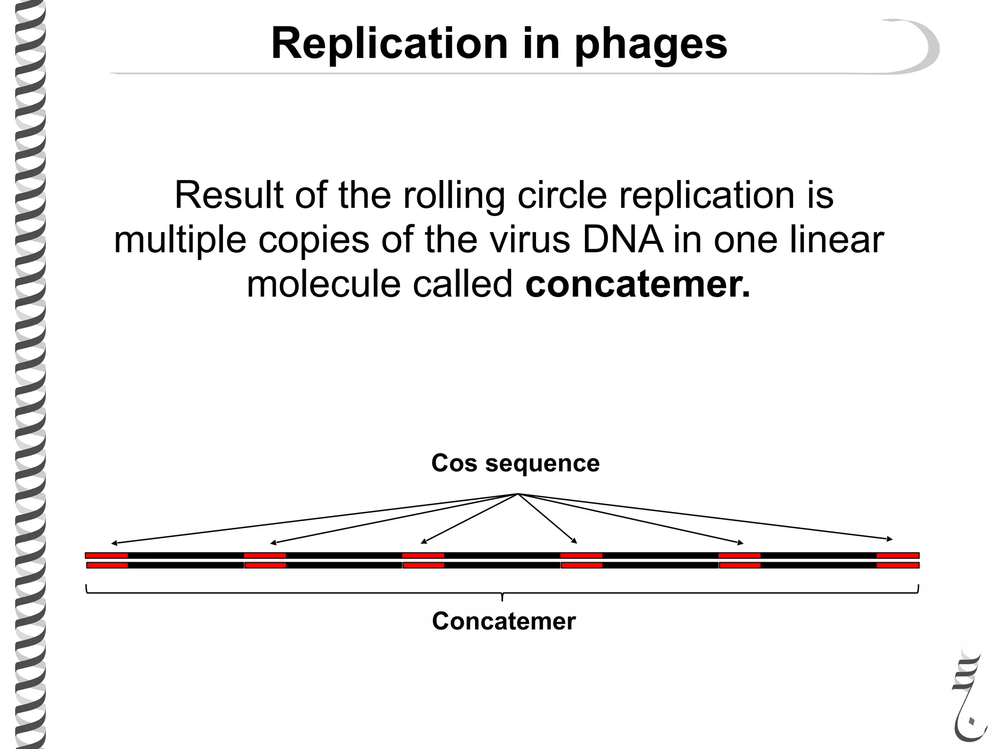 Replication in phages
Result of the rolling circle replication is
multiple copies of the virus DNA in one linear
molecule called concatemer.
Concatemer
Cos sequence
 