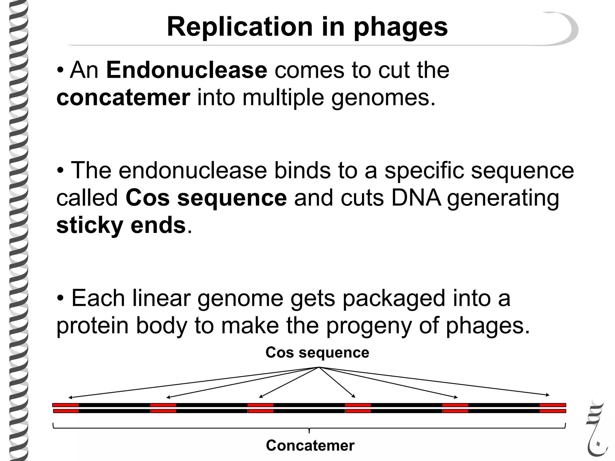Replication in phages
• An Endonuclease comes to cut the
concatemer into multiple genomes.
• The endonuclease binds to a specific sequence
called Cos sequence and cuts DNA generating
sticky ends.
• Each linear genome gets packaged into a
protein body to make the progeny of phages.
Concatemer
Cos sequence
 
