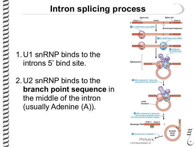 Branch Point Sequence Mrna | Large-scale mapping of branchpoints in ...