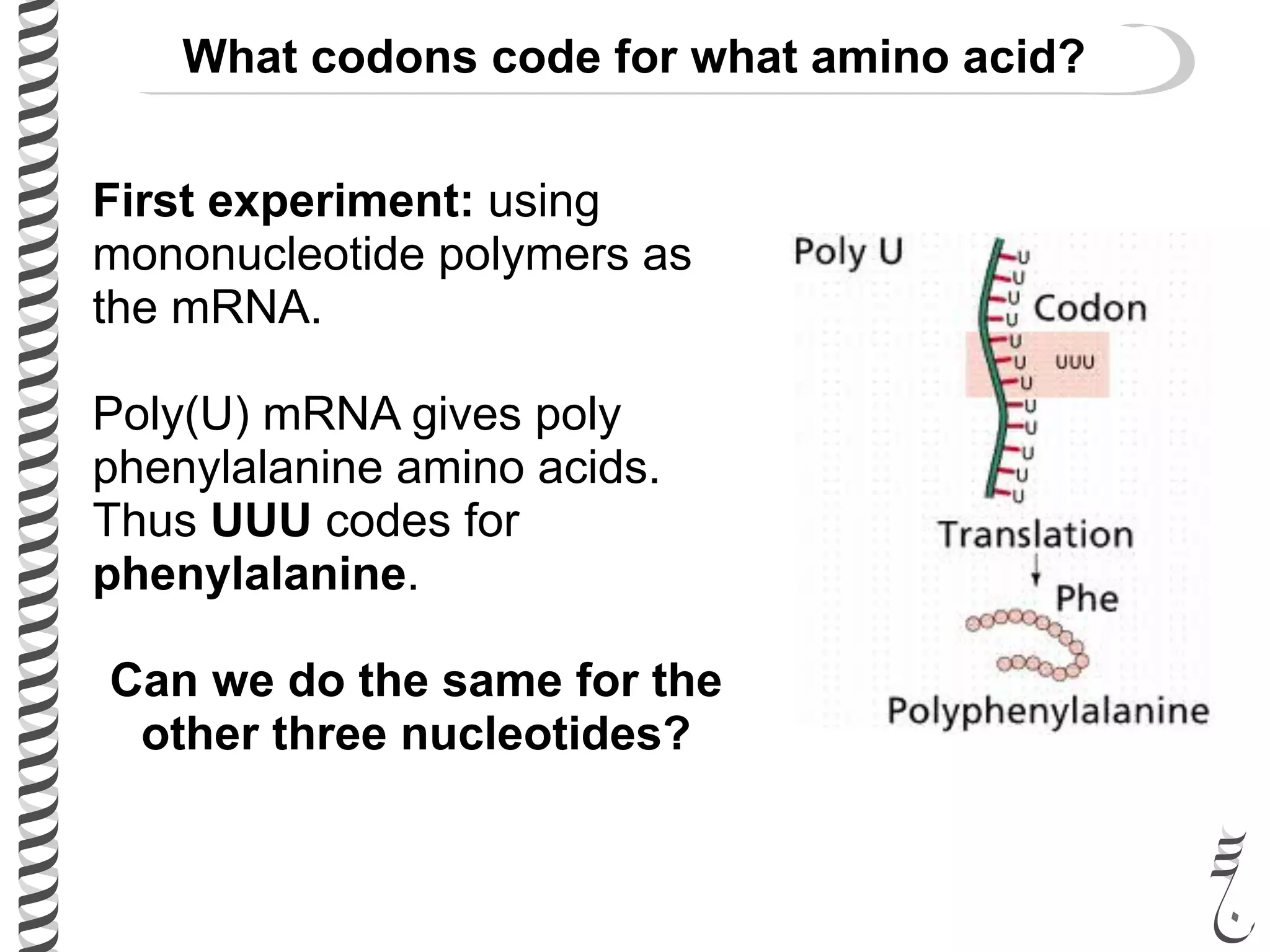 First experiment: using
mononucleotide polymers as
the mRNA.
Poly(U) mRNA gives poly
phenylalanine amino acids.
Thus UUU codes for
phenylalanine.
Can we do the same for the
other three nucleotides?
What codons code for what amino acid?
 
