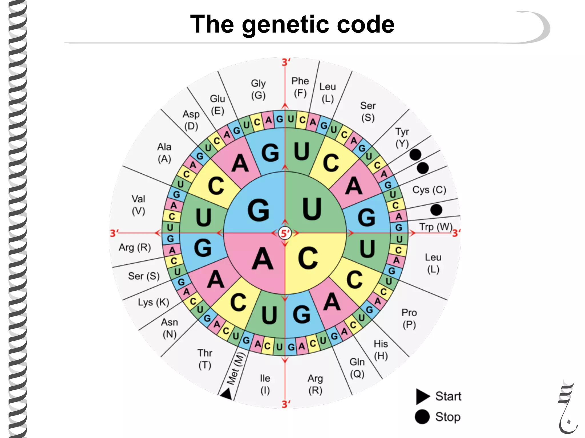 The genetic code
 