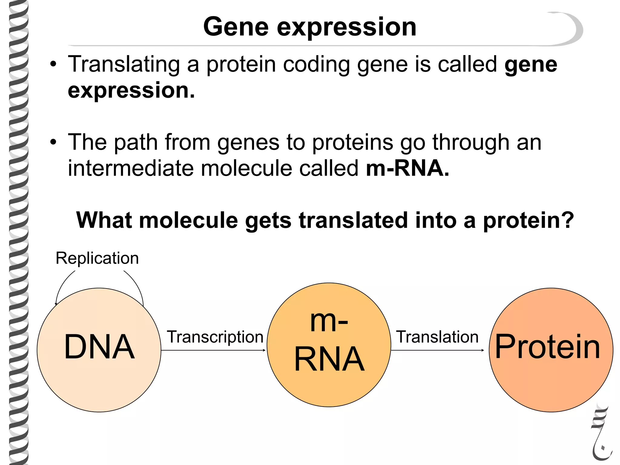 Gene expression
DNA
m-
RNA ProteinTranscription Translation
Replication
• Translating a protein coding gene is called gene
expression.
• The path from genes to proteins go through an
intermediate molecule called m-RNA.
What molecule gets translated into a protein?
 