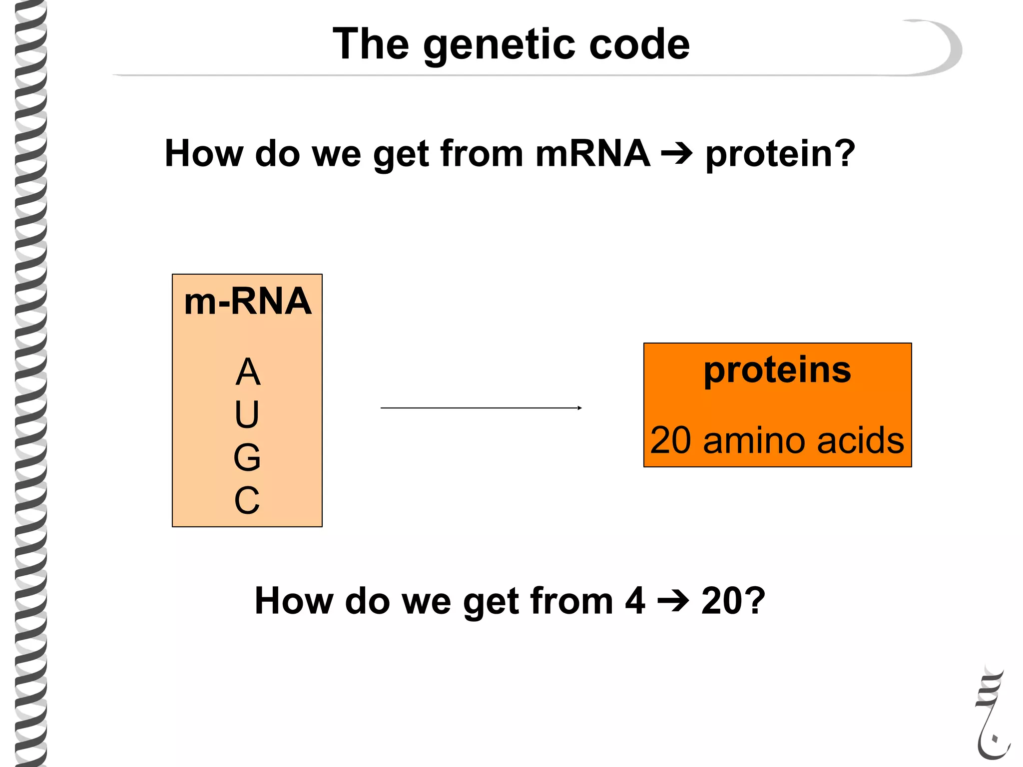 The genetic code
How do we get from mRNA ➔ protein?
m-RNA
A
U
G
C
proteins
20 amino acids
How do we get from 4 ➔ 20?
 