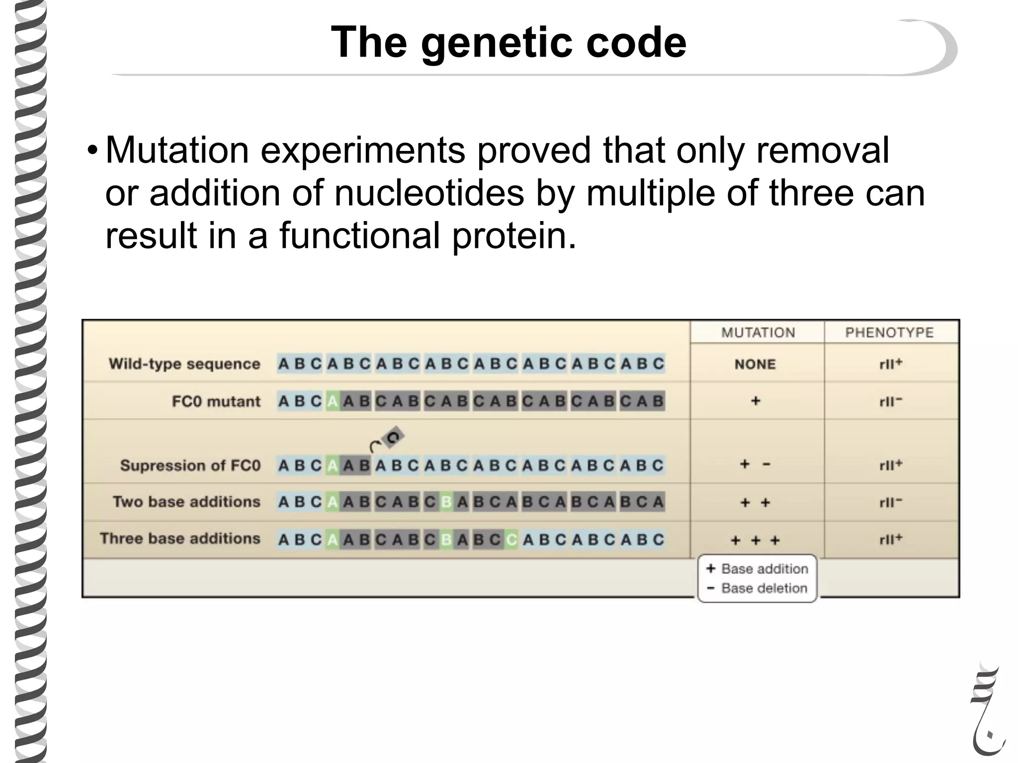 The genetic code
• Mutation experiments proved that only removal
or addition of nucleotides by multiple of three can
result in a functional protein.
 