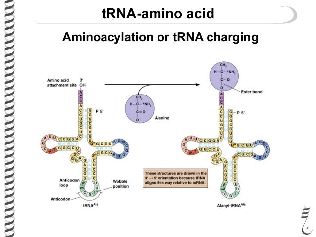 281 lec17 trna and rrna
