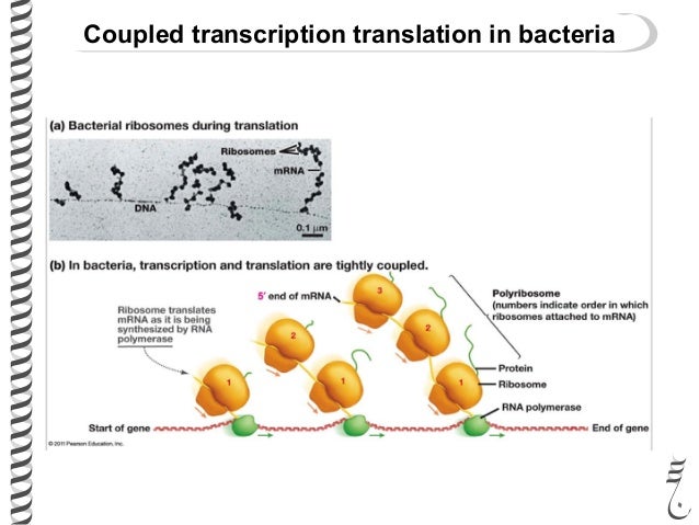 281 Lec19 Euk Translation