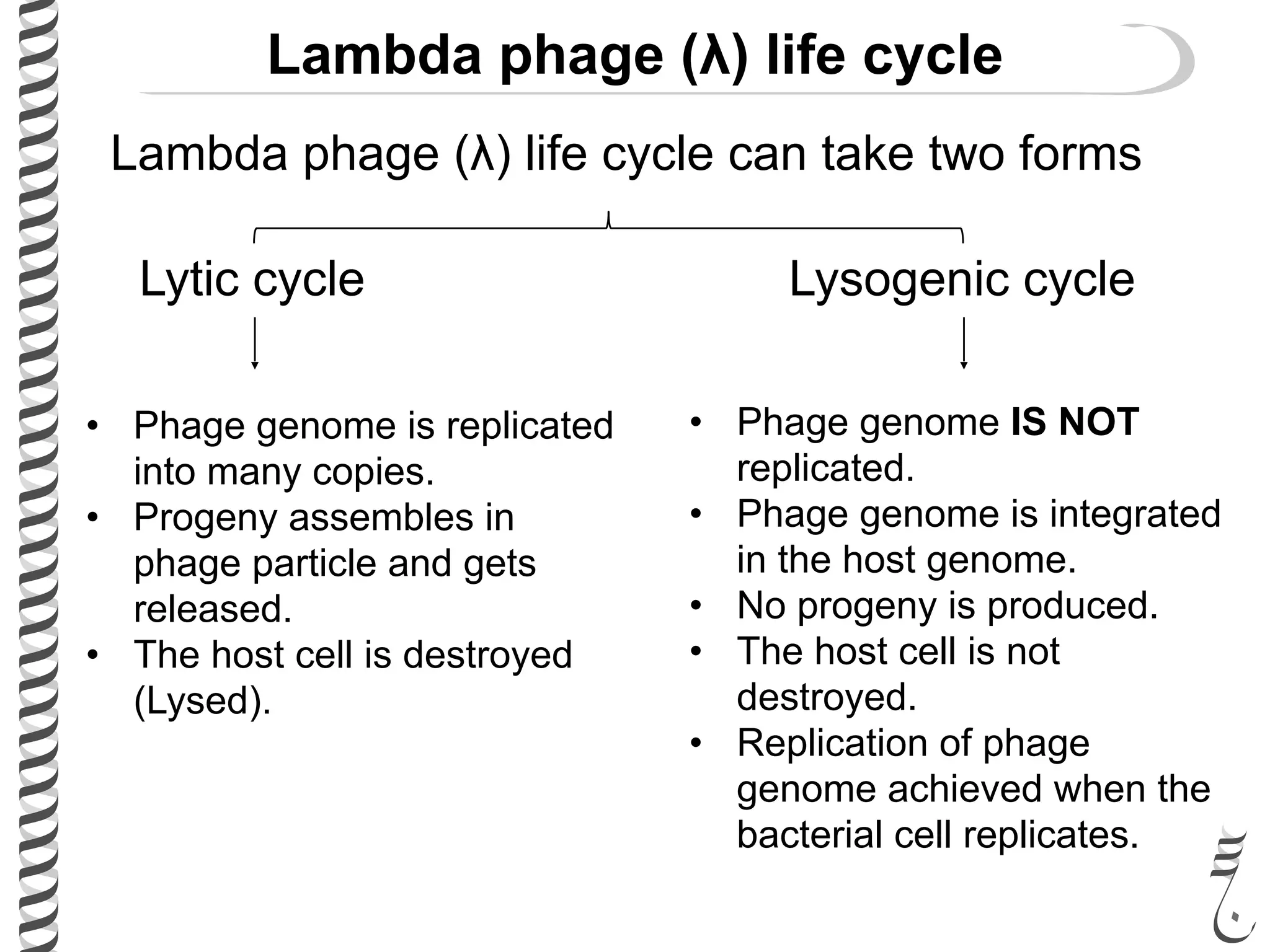 281 lec21 phage_repressor | PDF