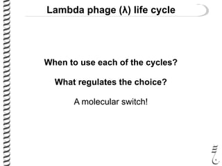Lambda phage (λ) life cycle
When to use each of the cycles?
What regulates the choice?
A molecular switch!
 