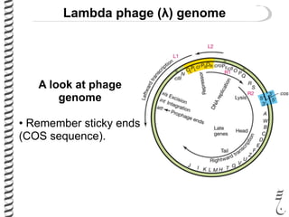 Lambda phage (λ) genome
A look at phage
genome
• Remember sticky ends
(COS sequence).
 