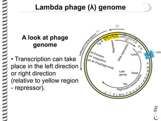 Lambda phage (λ) genome
A look at phage
genome
• Transcription can take
place in the left direction
or right direction
(relative to yellow region
- repressor).
 