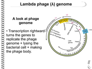 Lambda phage (λ) genome
A look at phage
genome
• Transcription rightward
turns the genes to
replicate the phage
genome + lysing the
bacterial cell + making
the phage body.
 