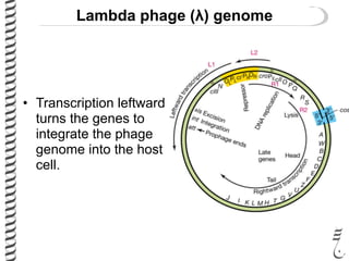 Lambda phage (λ) genome
• Transcription leftward
turns the genes to
integrate the phage
genome into the host
cell.
 