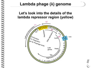 Lambda phage (λ) genome
Let’s look into the details of the
lambda repressor region (yellow)
 