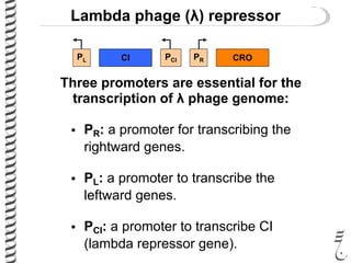 Lambda phage (λ) repressor
CIPL PCI PR CRO
Three promoters are essential for the
transcription of λ phage genome:
• PR: a promoter for transcribing the
rightward genes.
• PL: a promoter to transcribe the
leftward genes.
• PCI: a promoter to transcribe CI
(lambda repressor gene).
 